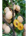 Слива домашня Золота Крапля (пізня) | Слива домашняя Золотая Капля (поздняя) | Prunus domestica Golden Drop (late)